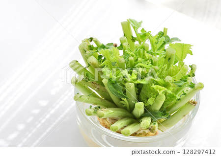 生態回收食物垃圾在水中生長的蘿蔔葉 128297412