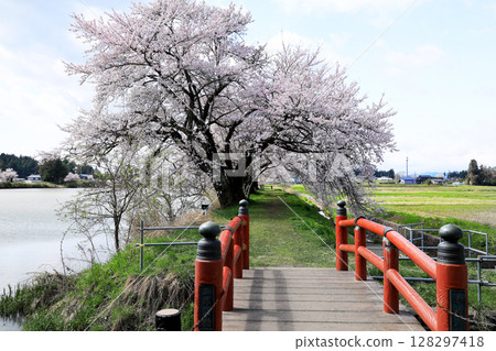 五郎沼的櫻花 128297418