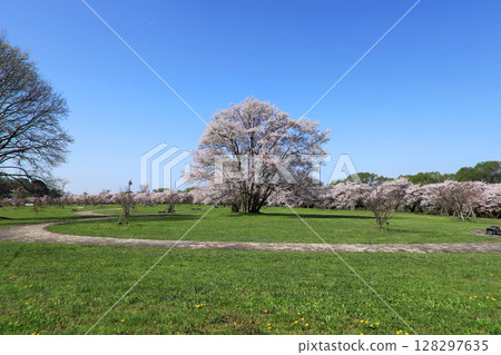 Kitakami Katsuji地區的櫻花樹 128297635