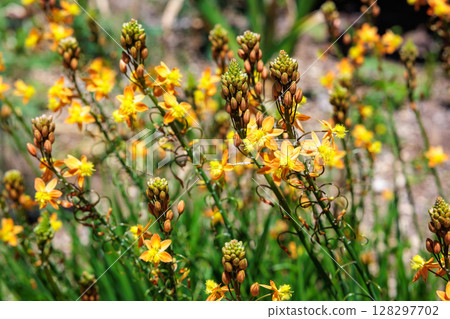 花園中盛開的美麗 Bulbula frutescens 花朵 花園中盛開的美麗 Bulbula frutescens 花朵 128297702