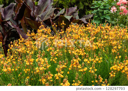 花園中盛開的美麗 Bulbula frutescens 花朵 128297703