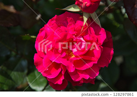 春暖花開 128297861