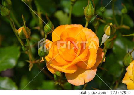 Spring flowers in full bloom Spring flowers in full bloom 128297901