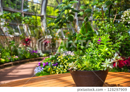 Spring flowers in full bloom Spring flowers in full bloom 128297909