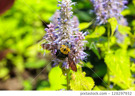 Carpenter bee sucking nectar from a flower in the garden 128297932
