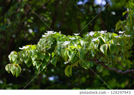 Spring flowers in full bloom Spring flowers in full bloom 128297943