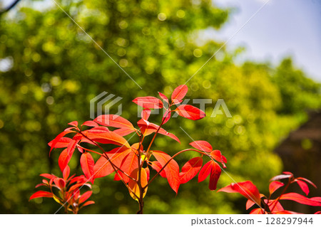 Spring flowers in full bloom Spring flowers in full bloom 128297944