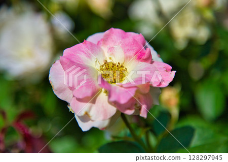 Spring flowers in full bloom Spring flowers in full bloom 128297945