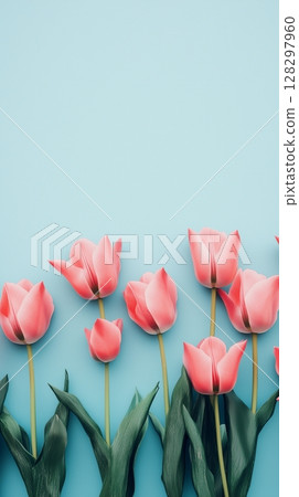 Pink tulip flower neatly arranged bottom edge copy space portrait blue background 128297960