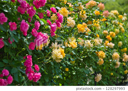 春暖花開 128297993