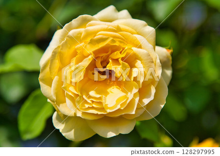 Spring flowers in full bloom Spring flowers in full bloom 128297995