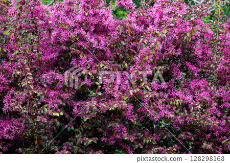 Red flowers of winter hazel blooming on a garden hedge 128298168