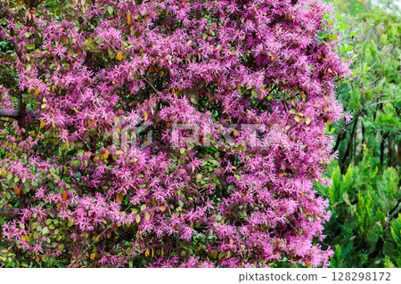 Red flowers of winter hazel blooming on a garden hedge 128298172