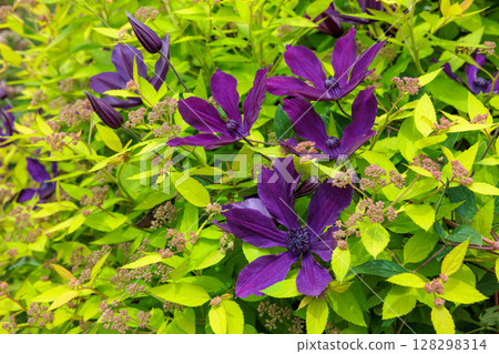 初夏盛開的花朵和紫色的鐵線蓮花 128298314