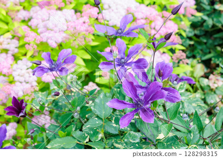 初夏盛開的花朵和紫色的鐵線蓮花 128298315