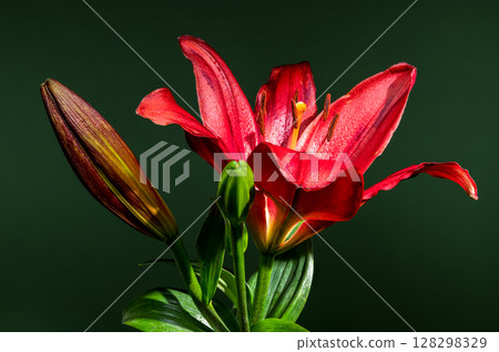 Regal Red Lily and Buds on a Dark Green Background 128298329