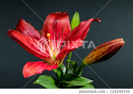 Bold Red Lily and Buds on a Dark Gray Background 128298330
