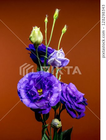 Enchanting Purple Eustoma Flowers and Buds on a Brown Background Enchanting Purple Eustoma Flowers and Buds on a Brown Background 128298343