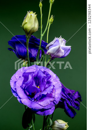 Elegant Purple Eustoma Flowers and Buds on a Green Background 128298344