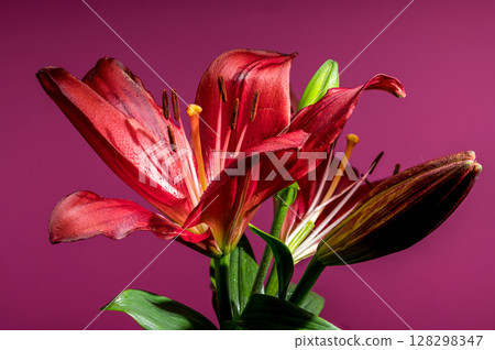 Vibrant Red Lilies and Buds on a Bold Pink Background Vibrant Red Lilies and Buds on a Bold Pink Background 128298347