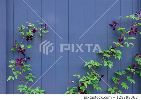 初夏，紫色的鐵線蓮花沿著籬笆盛開 128298368