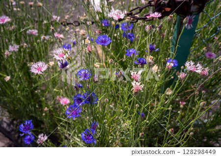 Cornflower flowers blooming on the roadside Cornflower flowers blooming on the roadside 128298449