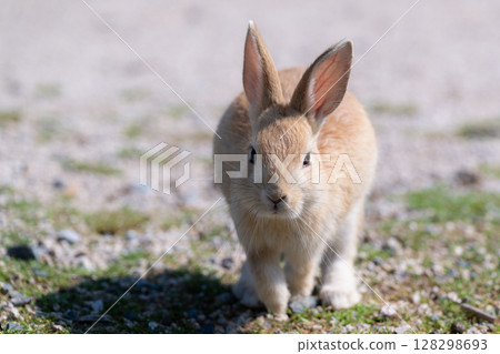 Baby rabbit rushing towards the camera 128298693