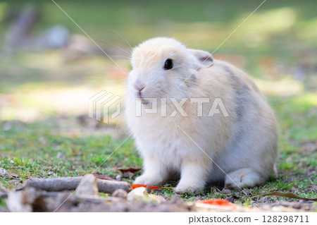 Smiling fluffy colored baby rabbit Smiling fluffy colored baby rabbit 128298711