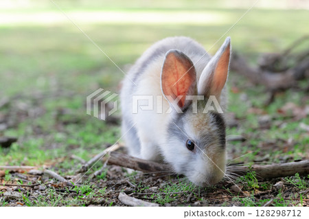 Baby rabbits on Okunoshima eating Baby rabbits on Okunoshima eating 128298712