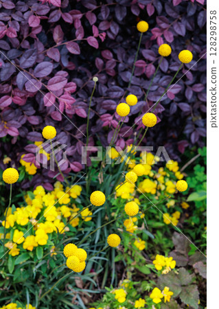 Yellow ball-shaped Craspedia globosa flowers blooming in a garden in early summer 128298758