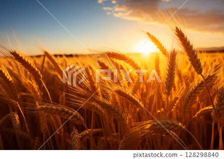 golden wheat field and sunny day 128298840