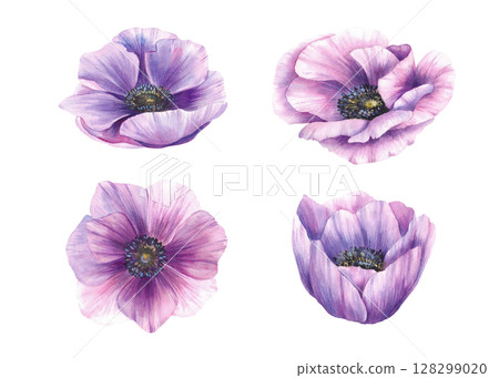 Watercolor anemone flowers set. Hand painted illustration of purple pink windflower. Floral elements isolated from background forv invitations, mothers day greeting card, stickers. Botanical clipart Watercolor anemone flowers set. Hand painted illustration of purple pink windflower. Floral elements isolated from background forv invitations, mothers day greeting card, stickers. Botanical clipart 128299020