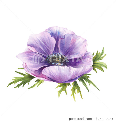 Anemone purple flower with green leaves. Watercolor Pink mauve blooming bud on isolated background. Realistic hand painted cute floral illustration for greeting wedding invitation, card, sticker print 128299023