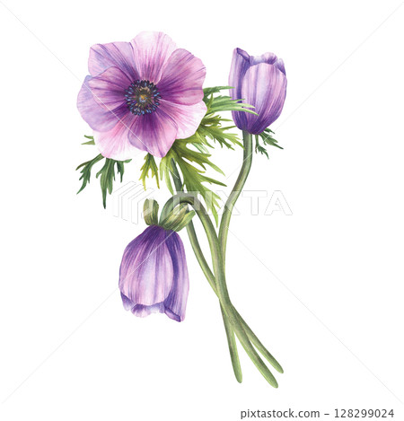 Anemone purple flowers bouquet with pink blue realistic buds and green leaves. Bunch of flower for invitations, greeting card. Hand drawn realistic watercolor illustration on isolated white background 128299024