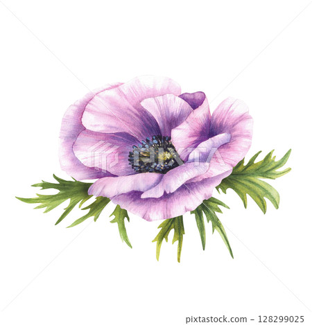 Purple flower. Pink Anemone with green leaves botanical hand painted watercolor illustration. Violet blooming buds. Elegant elements for invitations, card. Isolated from background botanical clipart  128299025