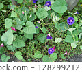 盛開的深藍紫色牽牛花和深紅紫色牽牛花 128299212