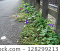 盛開的深藍紫色牽牛花和深紅紫色牽牛花 128299213