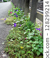 盛開的深藍紫色牽牛花和深紅紫色牽牛花 128299214