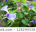 各種紫色牽牛花 128299338