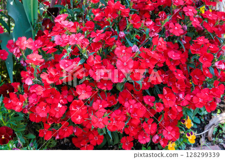 Brightly blooming Dianthus flowers in an early summer garden Brightly blooming Dianthus flowers in an early summer garden 128299339