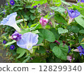 各種紫色牽牛花 128299340