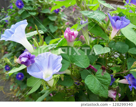 各種紫色牽牛花 各種紫色牽牛花 128299340