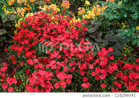 初夏花園裡盛開的石竹花 128299341