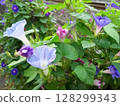各種紫色牽牛花 128299343