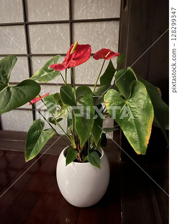 Red anthurium in a white vase in a Japanese-style room 128299347