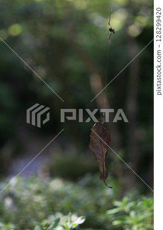 Dead leaves tied with spider silk Dead leaves tied with spider silk 128299420