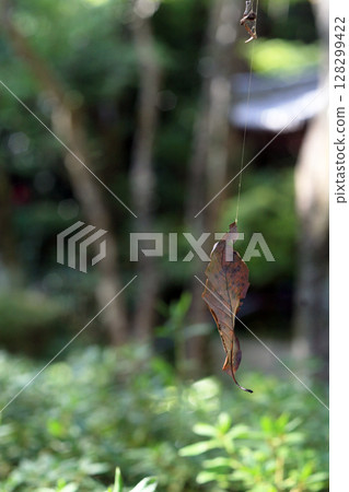 Dead leaves tied with spider silk Dead leaves tied with spider silk 128299422