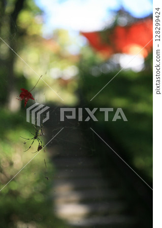 A spider's nest on the approach to the shrine A spider's nest on the approach to the shrine 128299424
