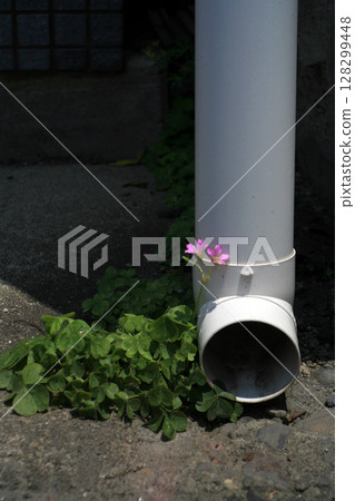 Rain gutter and oxalis flowers Rain gutter and oxalis flowers 128299448