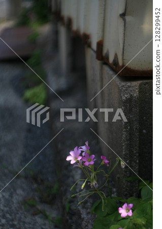 Oxalis flowers in the back alley 128299452